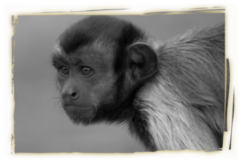 cebo cappuccino concentrato - primates.mia Cebo cappuccino osserva concentrato verso qualcosa fuori campo